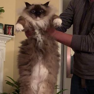 Meet your Posher, Amelia